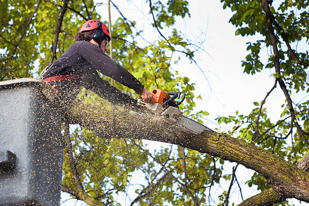 How Our Tree Care Process Works  in  Hawkins, TX